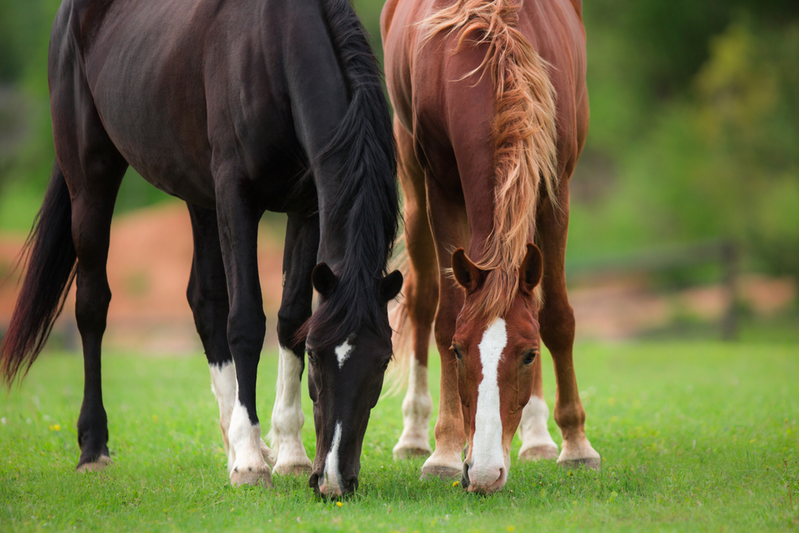 horses grazing in field