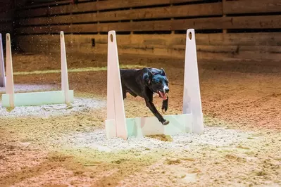 rescue dog at Dolly Parton's Stampede