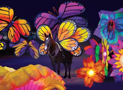 Butterfly Dreams Photo colorful